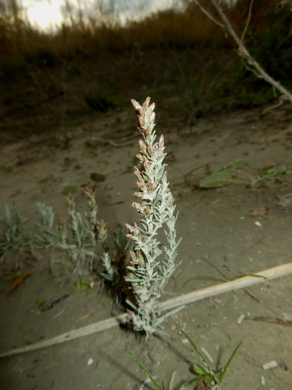 Artemisia caerulescens subsp. cretacea / Assenzio dei calanchi